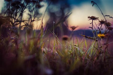 Wallpaper Sunlight Depth Of Field Sunset Flowers Nature Branch