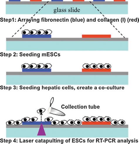 Figure From Directing Hepatic Differentiation Of Embryonic Stem Cells