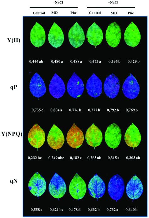 The Effect Of Salt Stress G L Nacl On The Chlorophyll Fluorescence