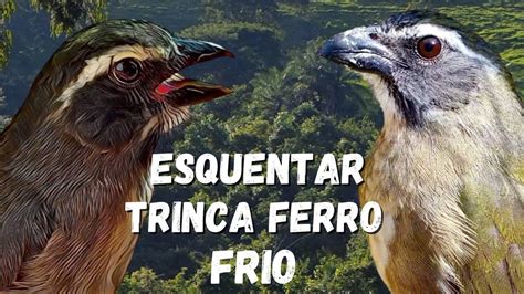 Melhor V Deo Para Esquentar Trinca Ferro Frio Trinca Ferro