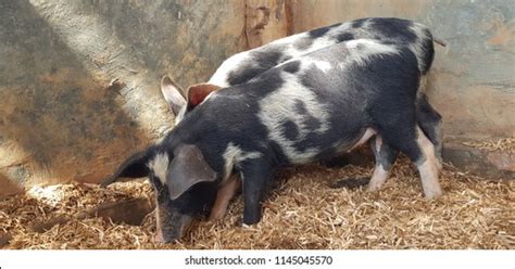 4 Months Old Malnourished Piglet Mukono Stock Photo 1145048990