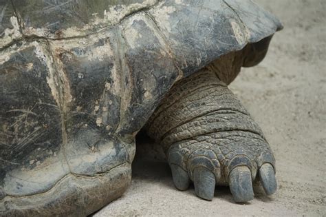 92 photos of Giant Tortoise - FlippedNormals