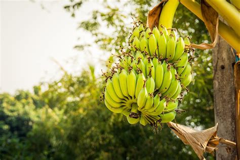 Cara Menanam Pisang Terbaik Dalam Pot Di Rumah 2022 Warta Ngetop