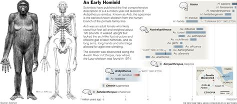 Fossil Skeleton From Africa Predates Lucy | Indian Defence Forum