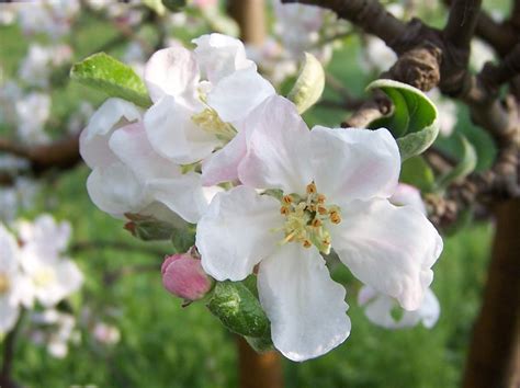 Filemalus Domestica A1 Wikimedia Commons