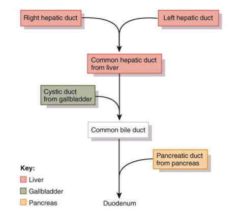 Unit Biliary System Liver Pancreas And Spleen Flashcards