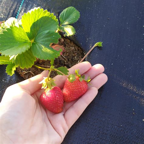 Truskawka Albion pnąca wisząca powtarzająca FRIGO Truskawka FRIGO