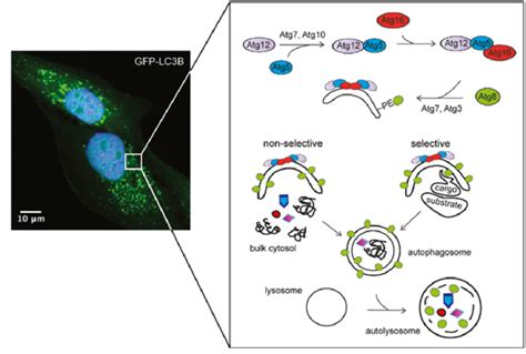 Ubiquitin Like Systems Regulate Autophagosome Formation The