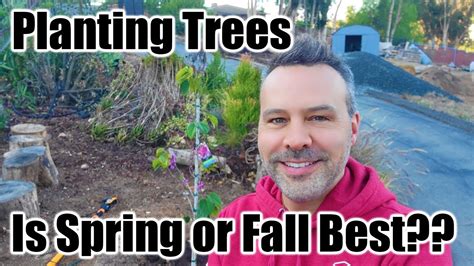 Planting Trees Cottage Coop Update When Is The Best Time To Plant Trees Spring Or Fall