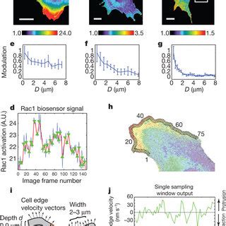 Spatiotemporal coordination of Rac1, Cdc42, and RhoA activation ... 