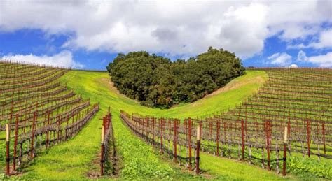 Paso Robles Wine Country Connections