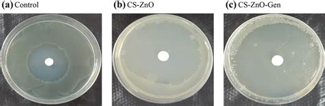 The Effect Of Nanoparticles Of Chitosan Zinc Oxide CH ZnO