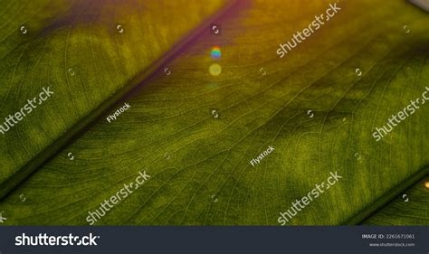 5 Consequences Pest Infestation Royalty-Free Images, Stock Photos ... 