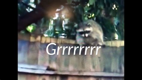 Funny Animals Raccoon Sounds Noises Growl Protecting 4 Babies Victoria