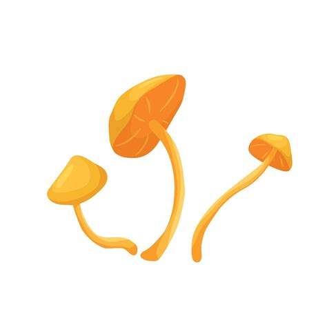 Mushrooms. False honey mushrooms. Vector cartoon illustration. 11846091