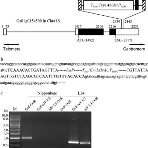 Summary of transgenic lines | Download Table 