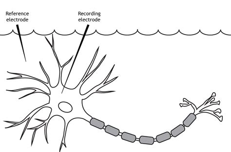 Membrane Potential – Introduction to Neurobiology