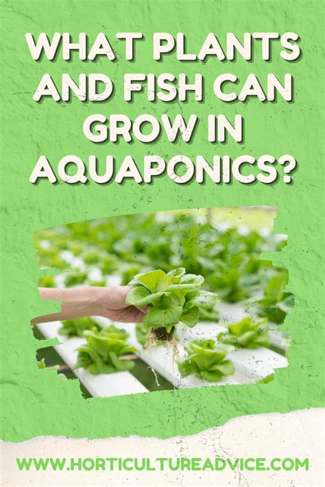 How Does Aquaponics Work Artofit