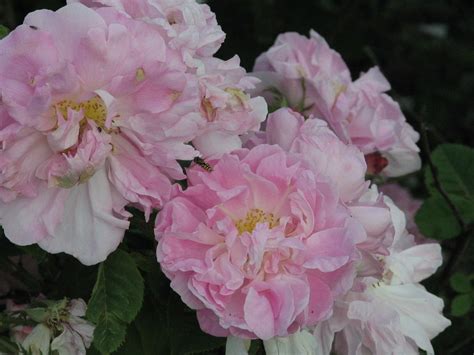 Rosa 'Amelia' (France, 1823) Rose Foto, Rose Garden, Bloom, Flowers ...