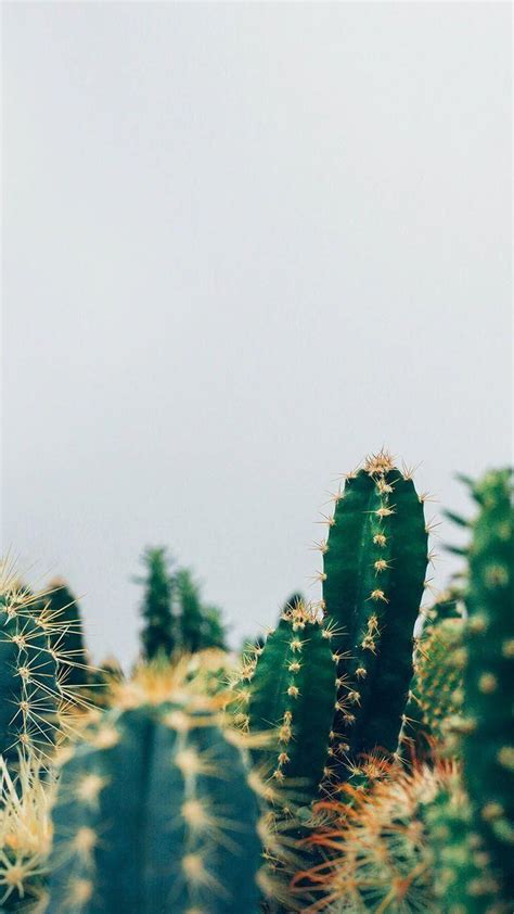 Aesthetic Cactus Wallpapers - Top Free Aesthetic Cactus Backgrounds - WallpaperAccess