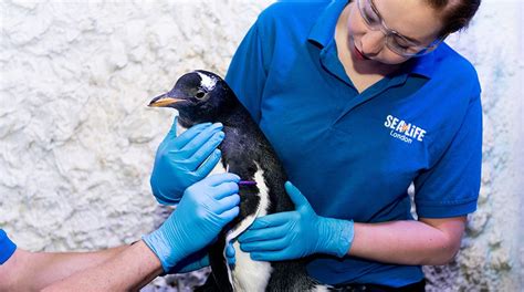 Genderless Penguin To Be Raised By Same Sex Couple At London Aquarium