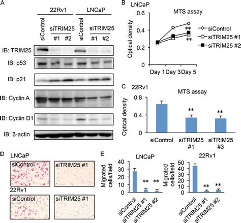 Trim25 Regulates P53 Signals To Promote Prostate Cancer Cell Download Scientific Diagram