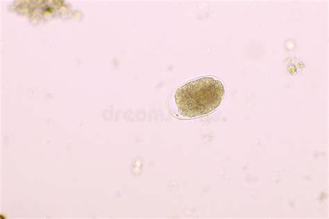 Giardia Lamblia 400x