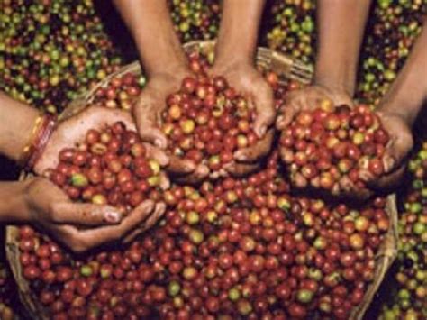 Paseo por México Museo del Café en Tuxtla Gutiérrez