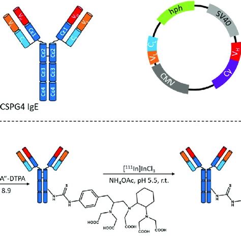 Top Schematic Representation Of The Cloning Strategy Employed 6 7 To