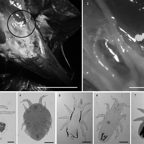 Phylogeny Of Acariformes Hypothesis Of Oconnor 1984 Download Scientific Diagram