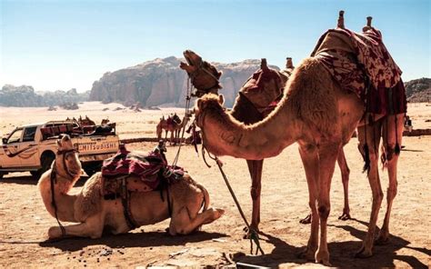 Amman Nach Petra Wadi Rum Ganztagesausflug GetYourGuide