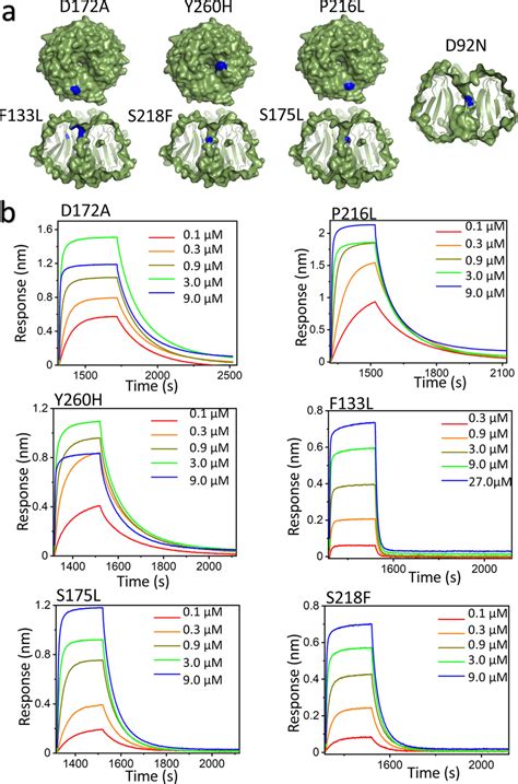 Label Free Optical Bli Sensorgrams Of The Wdr5 Mutant Mll3 Win