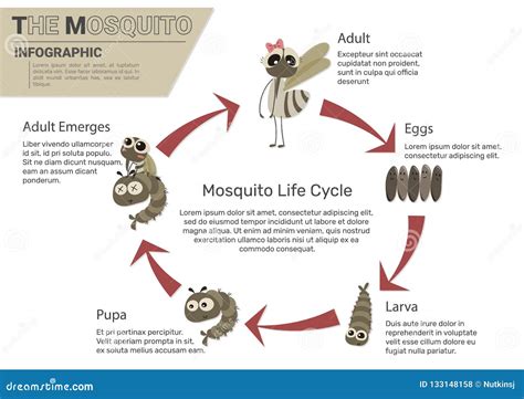 Ciclo De Vida Del Mosquito Ilustracion Del Vector Ilustracion De Images