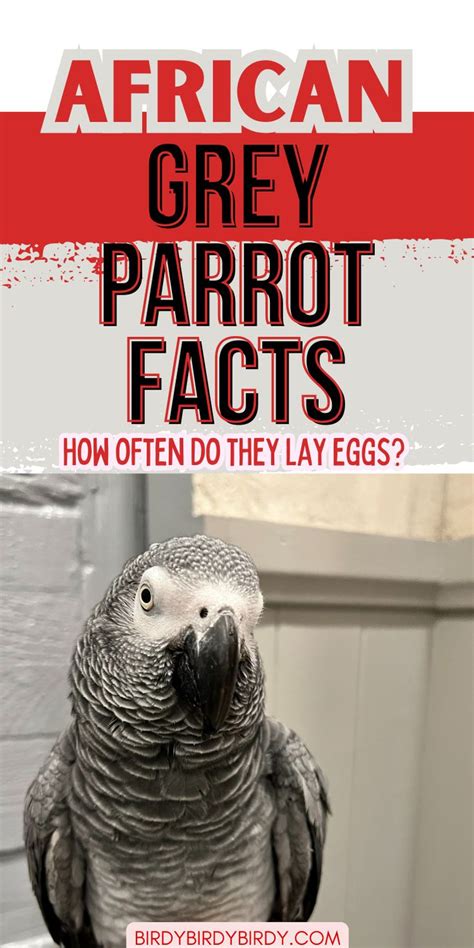 African Grey Parrot Facts How Often Do They Lay Eggs African Grey