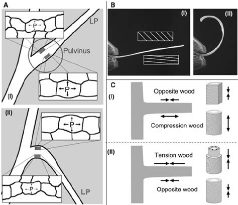 schematic drawing   pulvinus   base   leaf petiole lp