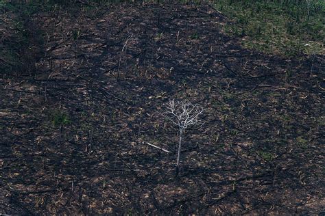 Deter registra 903 86 km² de áreas desmatadas na Amazônia pior da