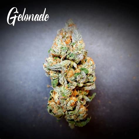 Get Energized With Gelonade Feminized Seeds