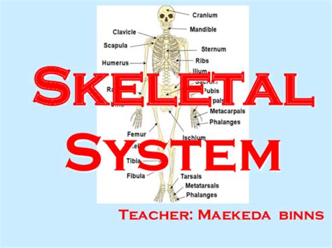 Ppt Skeletal Systemppt