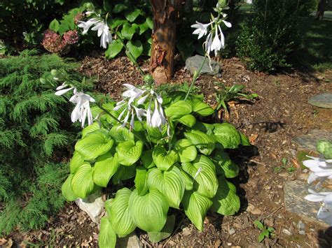 ‘Guacamole’ Hosta An Outstanding Garden Performer | What Grows There ...