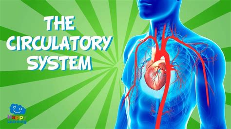 The Circulatory System A Documentary Youtube