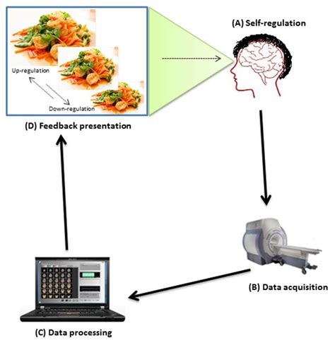 Schematic Representation Of A Neurofeedback Run This Entails A