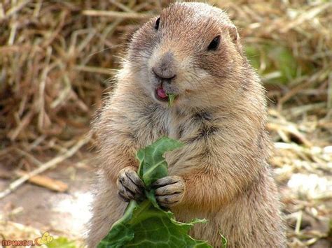 Человек-бобер (2 фото) | Прикол.ру — приколы, картинки, фотки и розыгрыши!