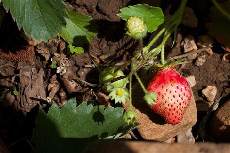 Fotos gratis Fruta hoja flor comida Produce otoño botánica