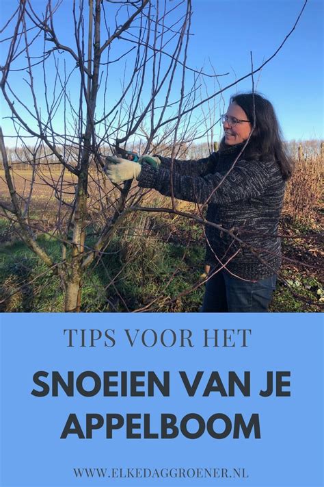 Appelboom Snoeien Artofit