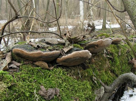 Фотокаталог грибов: Ложный осиновый трутовик (Phellinus tremulae)