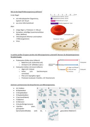 Allgemeine Mikrobiologie Zusammenfassung Zusammenfassung Allgemeine