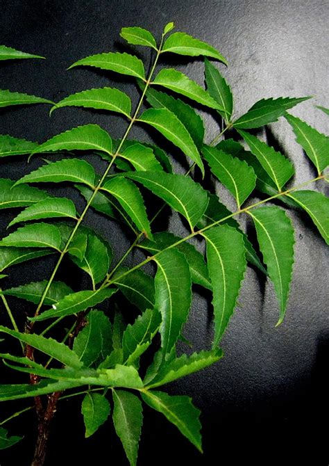 Neem Leaf Benefits Healthier Steps