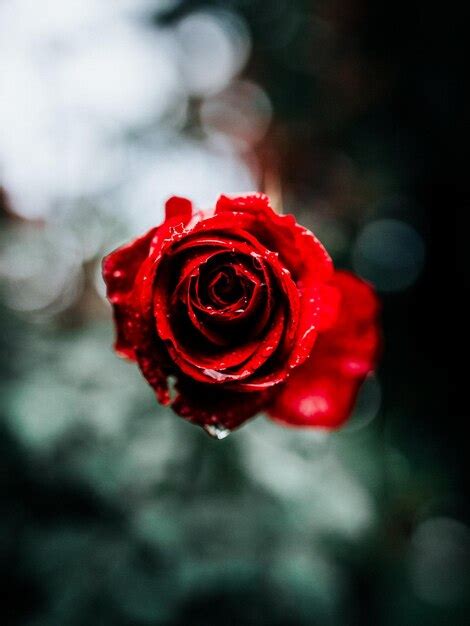 Premium AI Image Red Rose Water Drop Red Rose Images