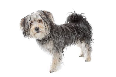 mixed breed maltese dogyorkshire terrier stock photo image  maltese breed