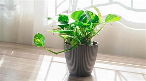 Golden Pothos Care Meaning And Benefits Lotusbuddhas